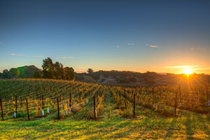 Napa Valley vineyards at sunset with rolling hills and golden light