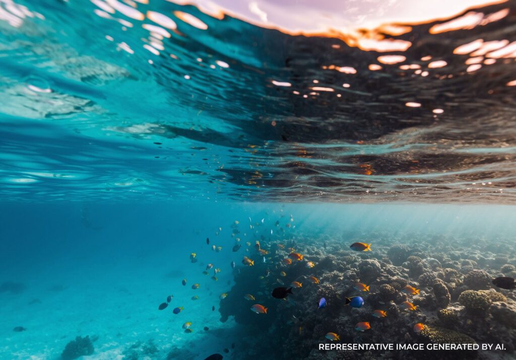 schools of fish swimming over a coral reef in clear turquoise water in the maldives