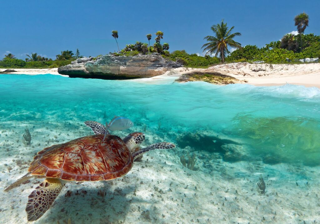 Playa del Carmen Sea Turtle in Crystal Clear Water