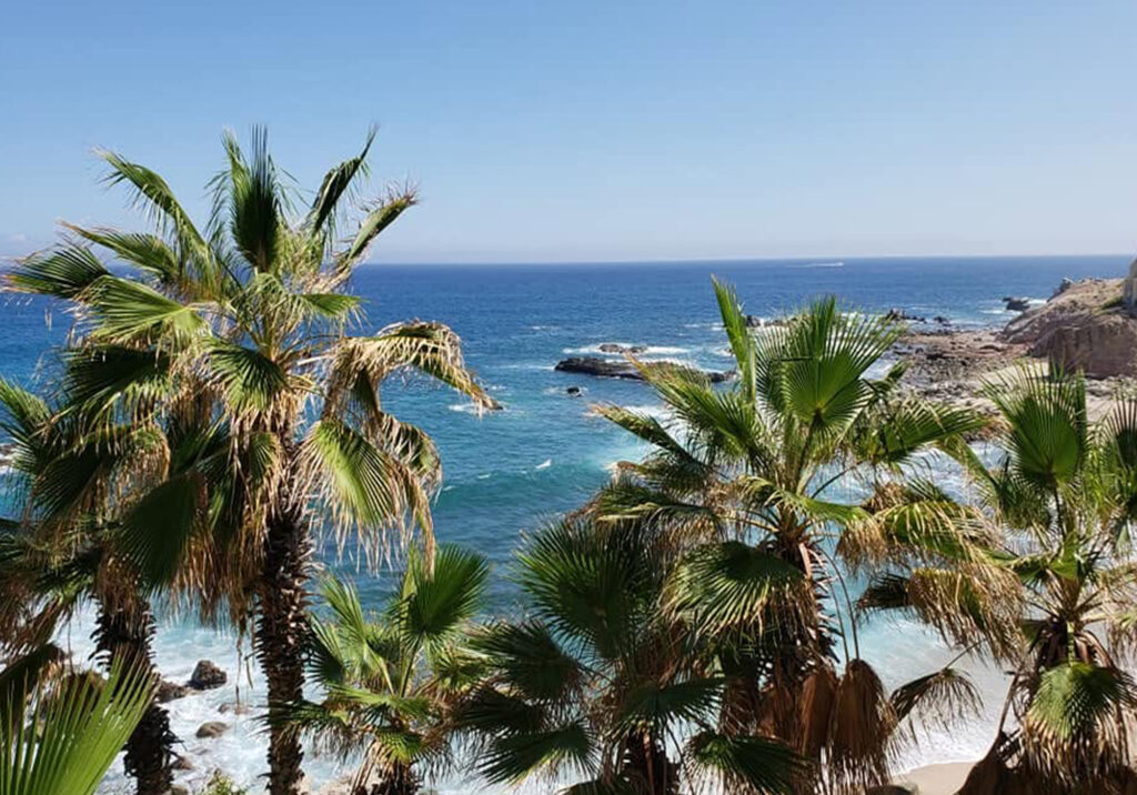 Palm trees and lush vegetation overlooking the ocean in Cabo San Lucas.