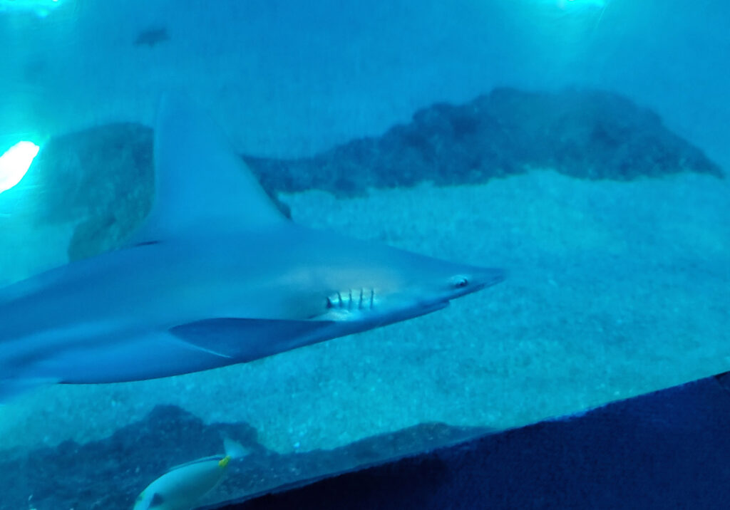 Maui aquarium shark photo