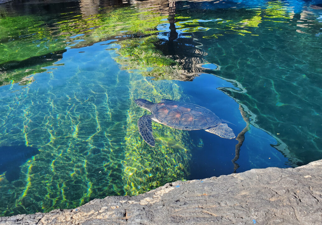 pck_travel_maui_aquarium_3