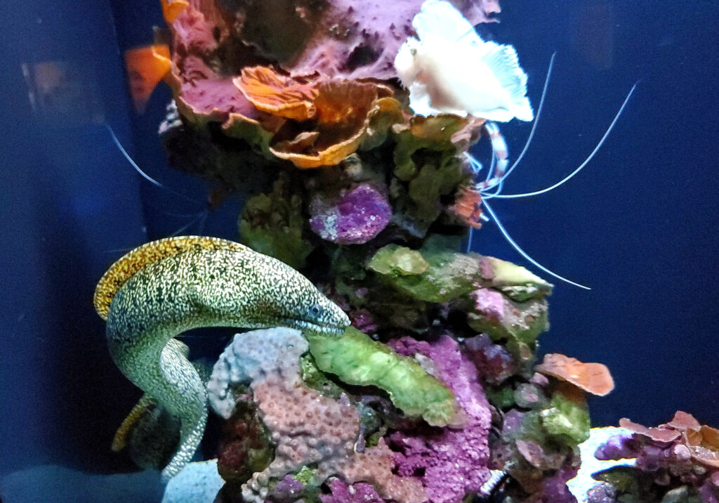 pck_travel_maui_aquarium_4