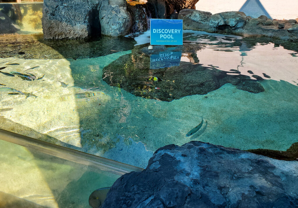 pck_travel_maui_aquarium_5