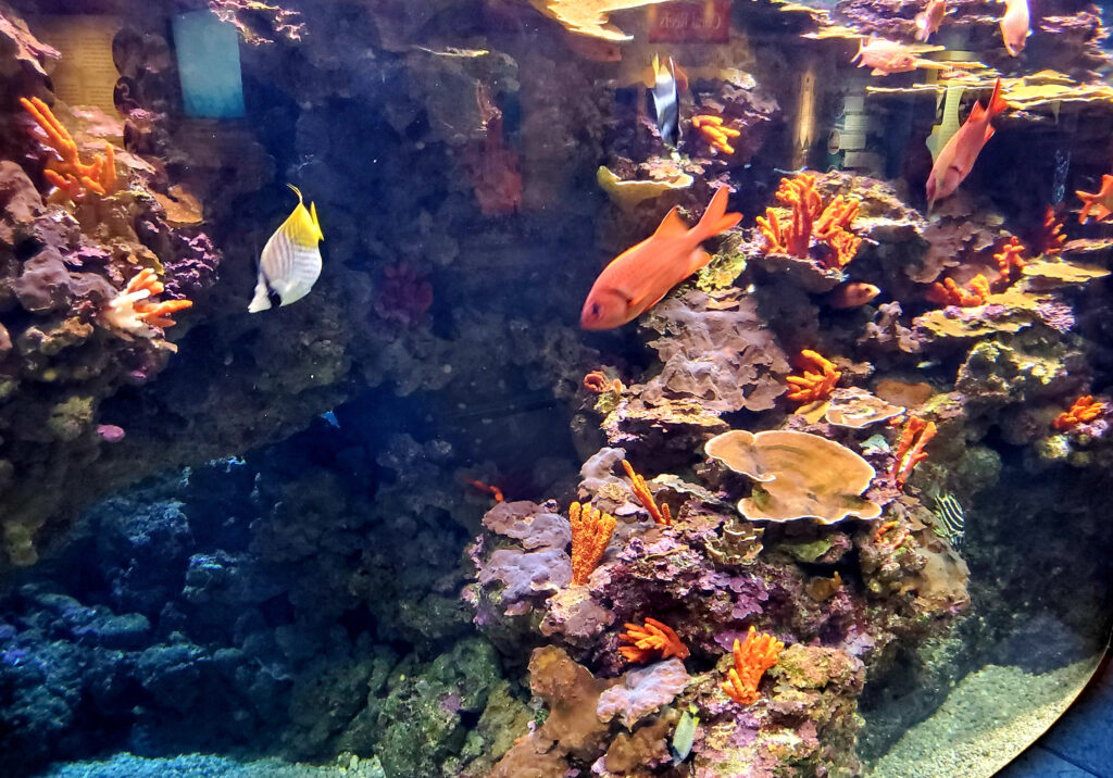 pck_travel_maui_aquarium_6