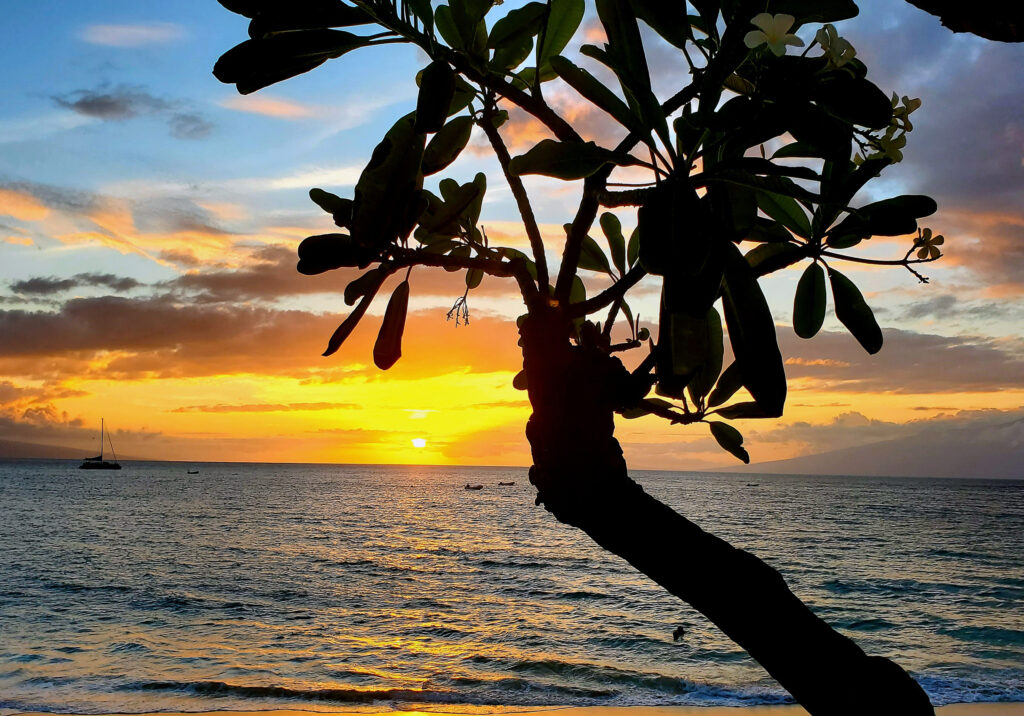 A stunning Maui beach sunset with tree silhouette, part of the PCK Travel™ curated collection.
