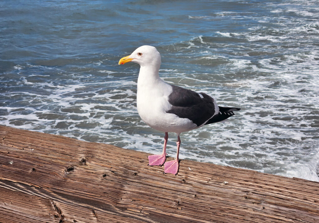 A seagull perched on the Newport Pier.