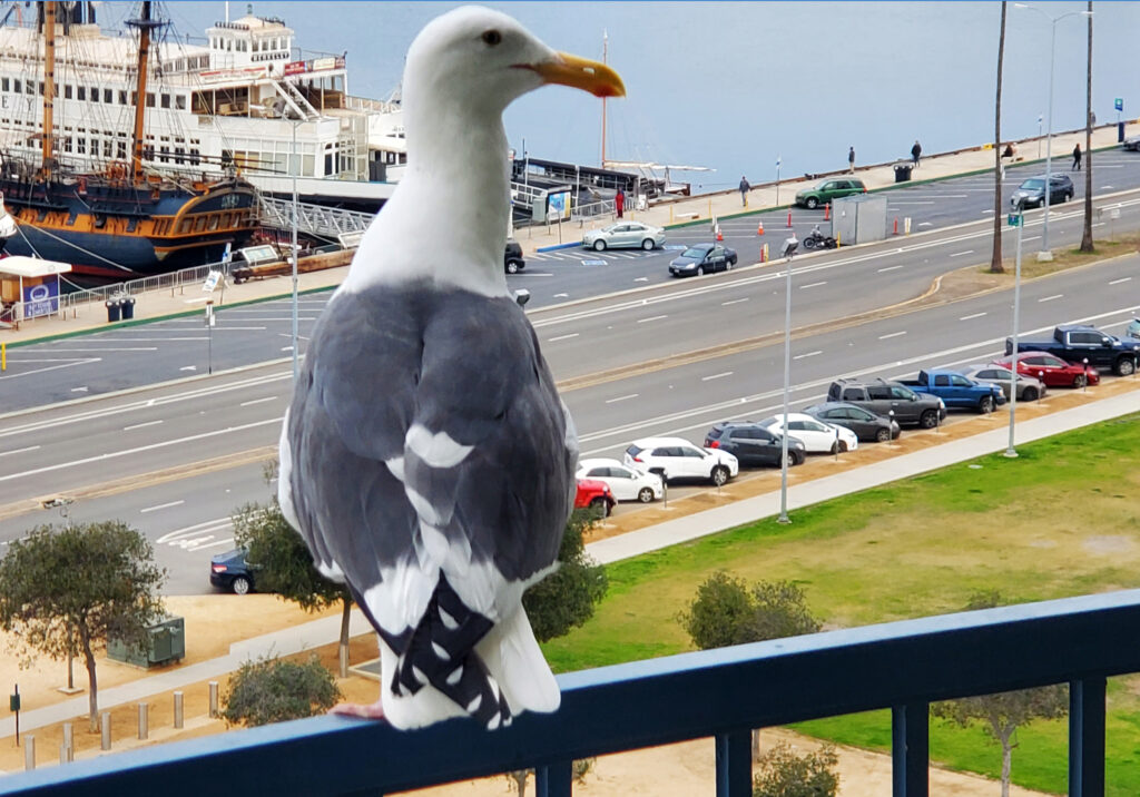Close up of a seagull perched on a railing overlooking the street and beachfront in San Diego.