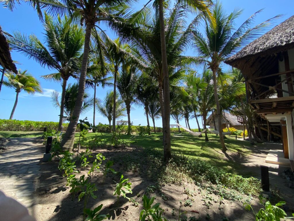Palm trees and open green space in a tropical coastal environment