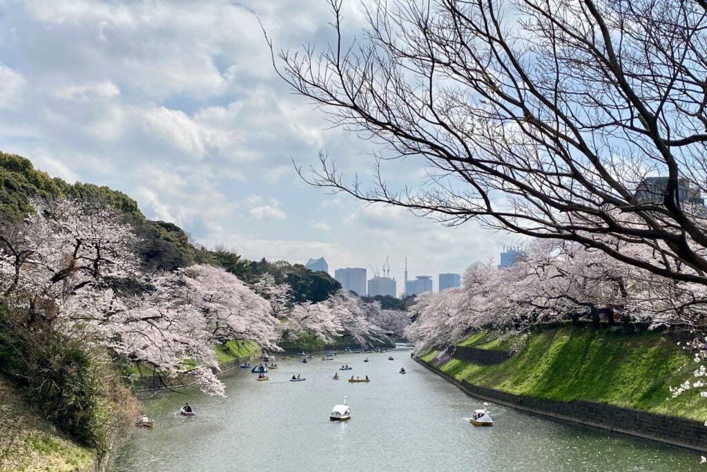 Cherry blossom trees lining Chidorigafuchi Moat with boats floating beneath the blooms in Tokyo.
