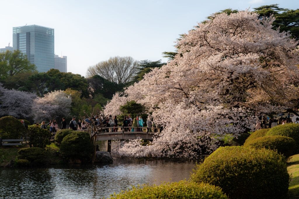 Cherry blossom trees reflected in a peaceful pond within a traditional Japanese garden during spring.
