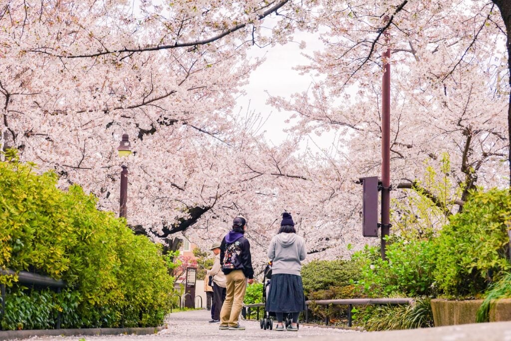 Visitors walking beneath blooming cherry blossom trees along a peaceful pathway in Tokyo, Japan.