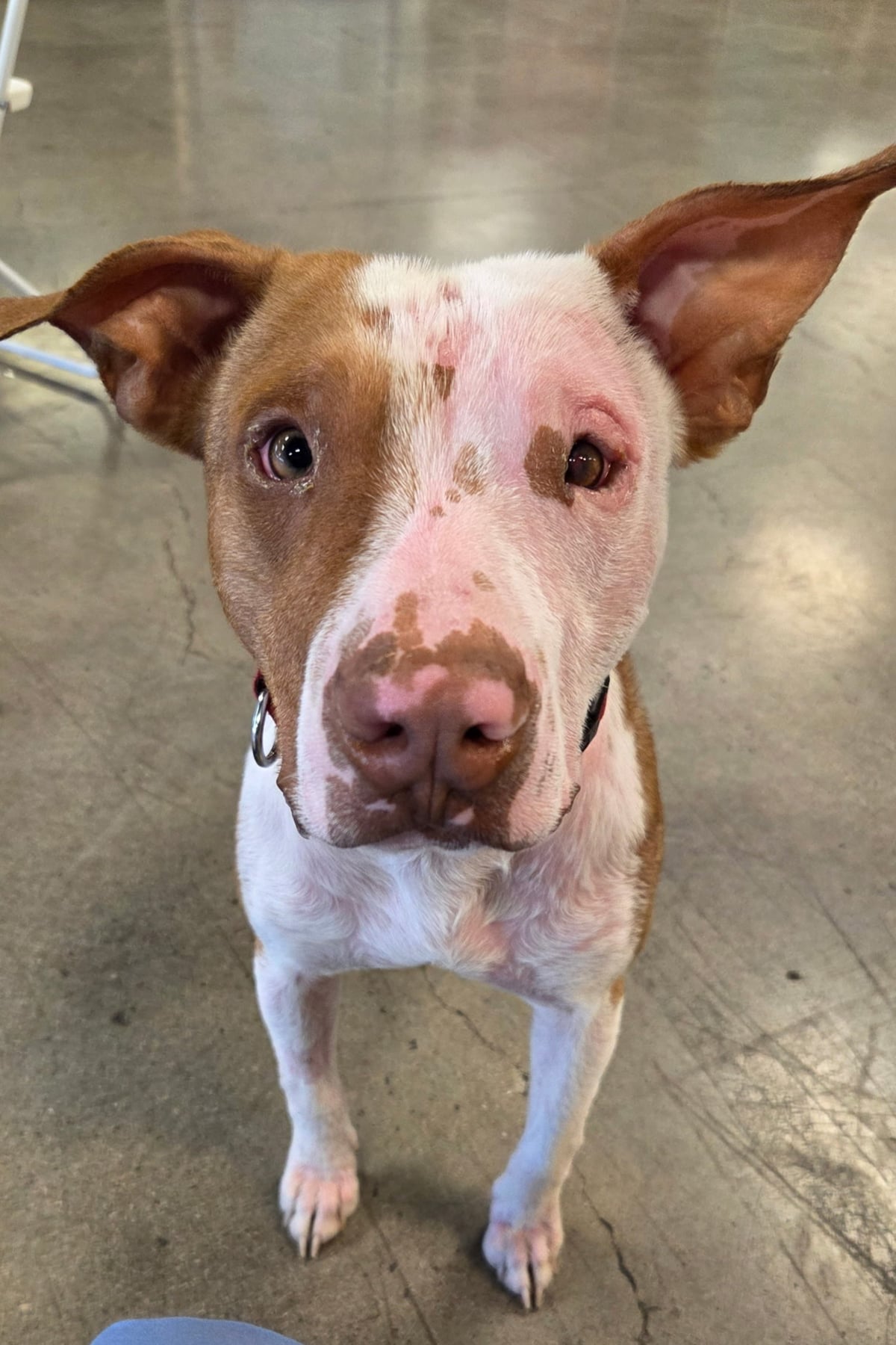 Doogie, a tan and white rescue dog with expressive eyes, looking curiously toward the camera.