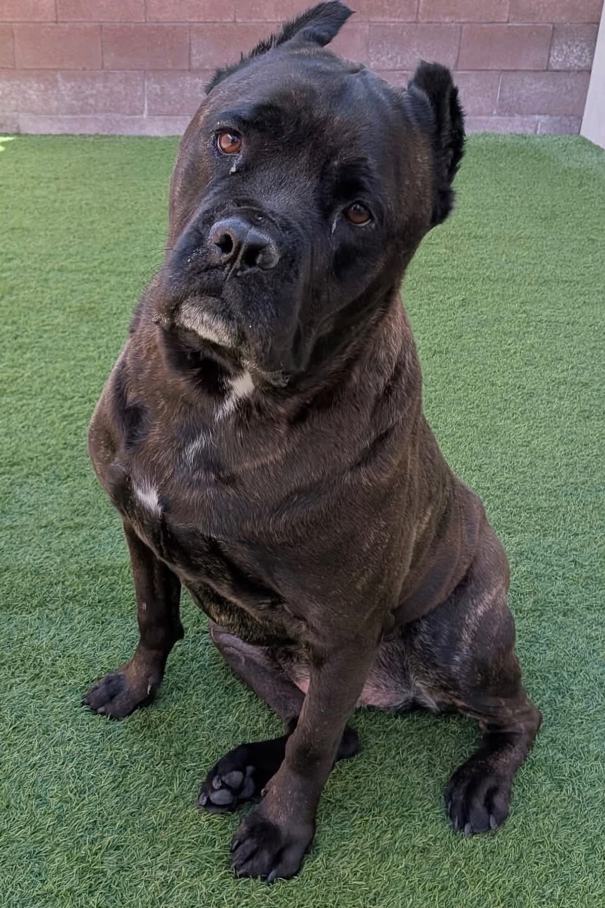Kayla, a brindle rescue dog with a gentle expression, sits on green turf while tilting her head curiously toward the camera.