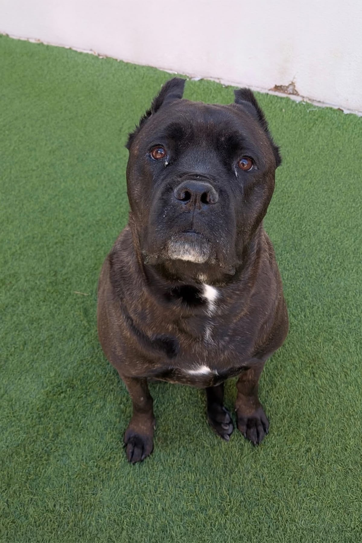 Kayla, a brindle rescue dog with a white chest, sits patiently on green turf while looking directly at the camera.