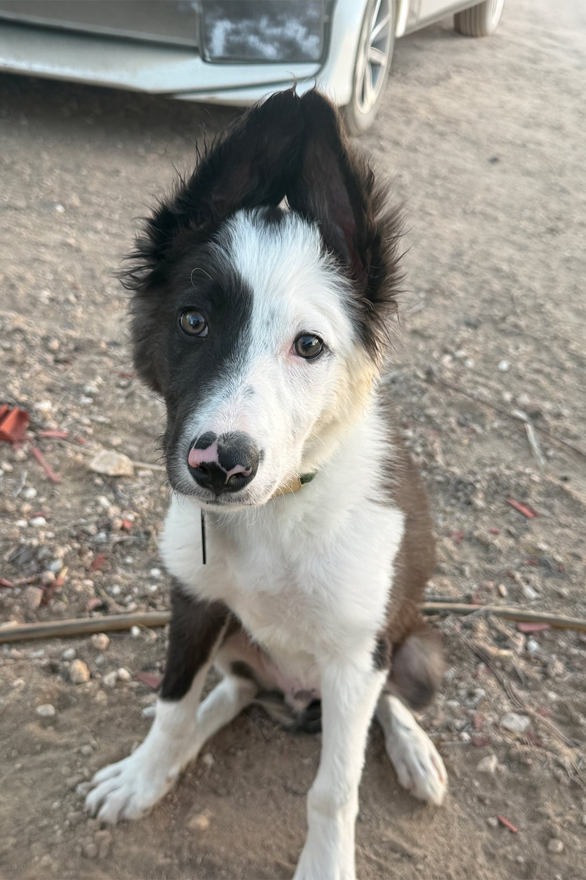 Poem, a black and white rescue dog, sitting outdoors and looking attentively toward the camera.