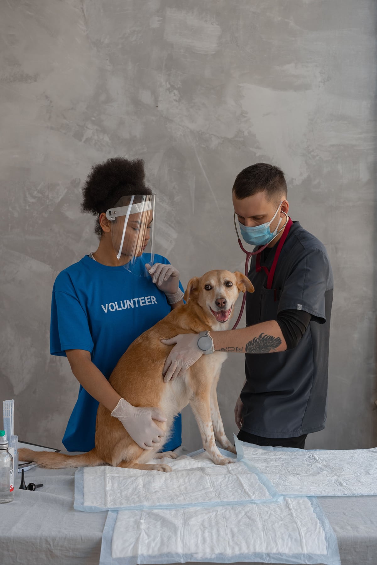 Veterinarian and volunteer examining a rescue dog during a wellness check at an animal rescue clinic.
