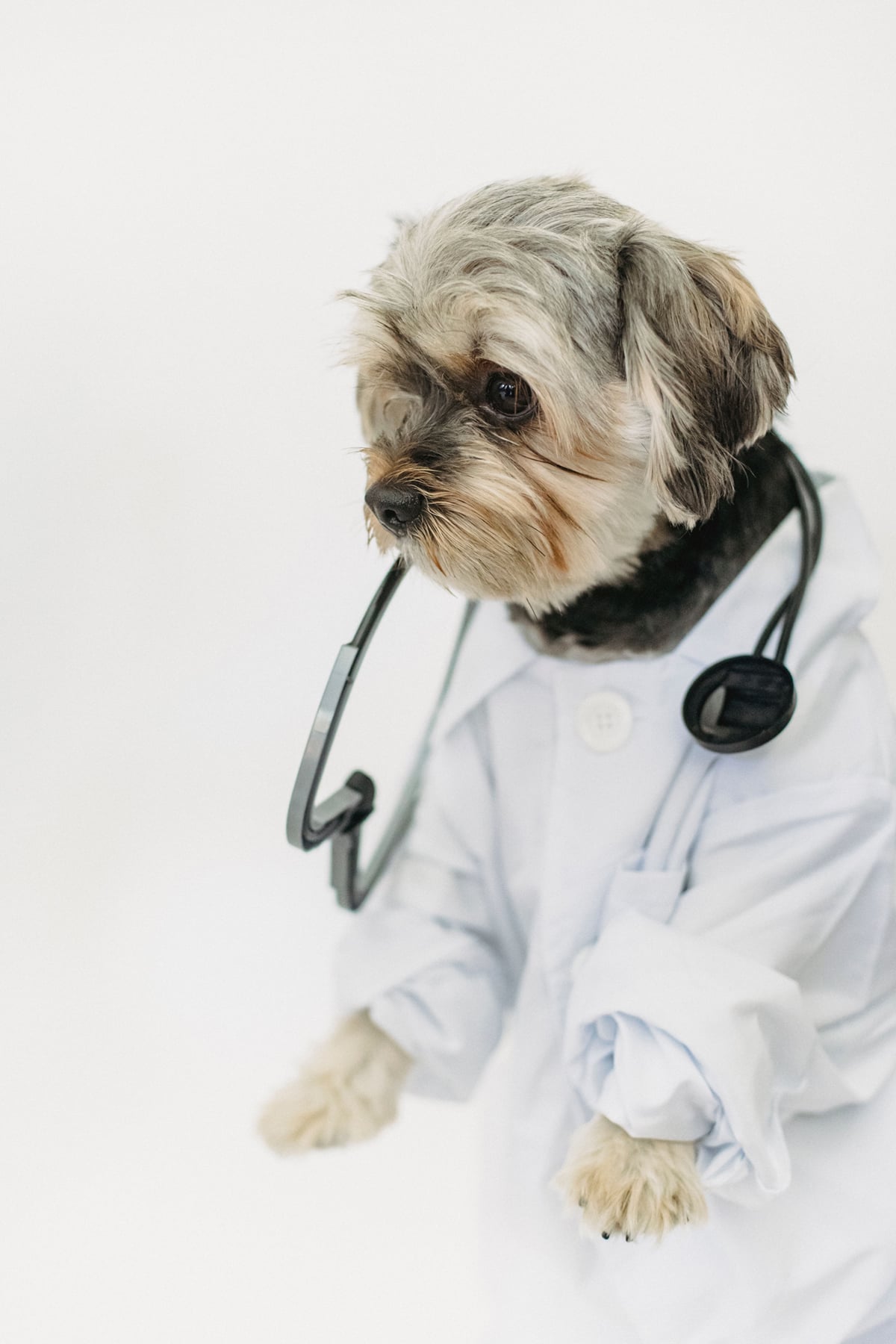 Dog dressed in a white doctor's coat with a stethoscope, symbolizing compassionate veterinary care, animal wellness, and pet health.