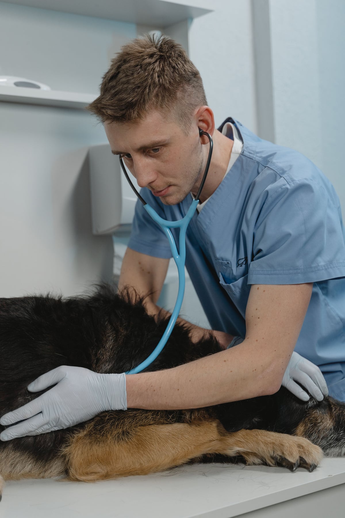 Veterinarian performing a medical examination on a dog during a health check at an animal clinic.